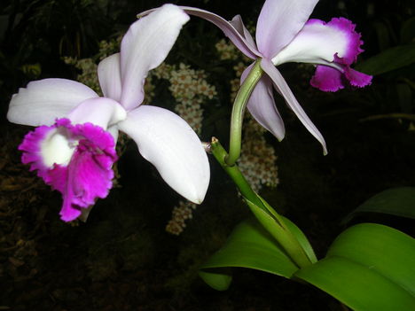 Kép Nemzetközi orchidea kiállítás 2012.04.15. 008