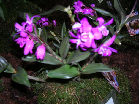 Kép Nemzetközi orchidea kiállítás 2012.04.15. 009