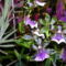 Kép Nemzetközi orchidea kiállítás 2012.04.15. 010