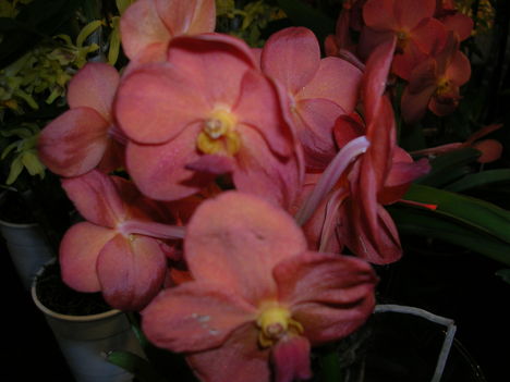 Kép Nemzetközi orchidea kiállítás 2012.04.15. 012