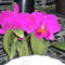 Kép Nemzetközi orchidea kiállítás 2012.04.15. 016