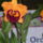 Kep_nemzetkozi_orchidea_kiallitas_20120415_017_1421393_1891_t