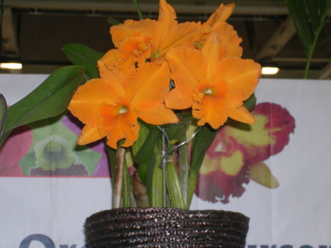 Kép Nemzetközi orchidea kiállítás 2012.04.15. 018