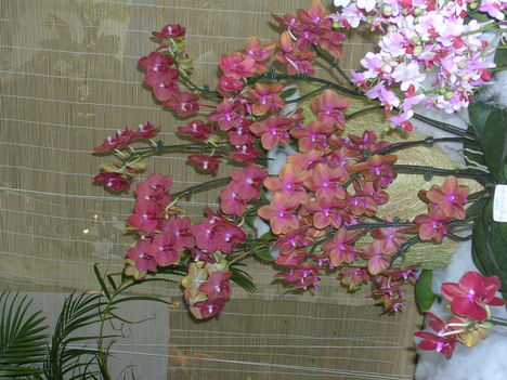 Kép Nemzetközi orchidea kiállítás 2012.04.15. 020