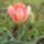 Kertunkbol_2012-073_1421508_8289_t