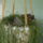Madarak_2011__hoyan_1421034_7669_t