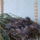 Madarak_a_hoyan_2011_1421021_2692_t