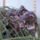 Magarak_legykapo_a_hoyan_2011_1421031_2439_t