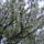 Meggyfa_1421179_4009_t