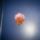 Biser_002_1422390_1352_t