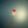 Biser_016_1422388_6129_t
