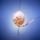 Biser_025_1422380_4261_t