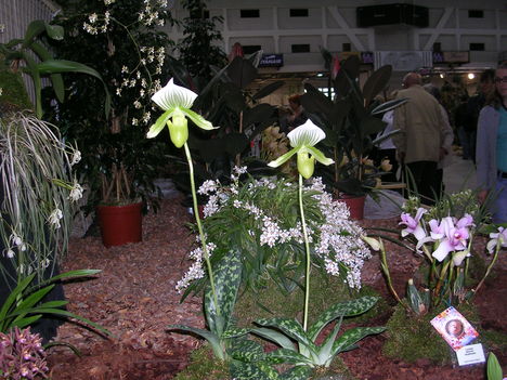 Kép Nemzetközi orchidea kiállítás 2012.04.15.  22 006
