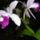 Kep_nemzetkozi_orchidea_kiallitas_20120415__22_008_1422654_6171_t