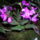 Kep_nemzetkozi_orchidea_kiallitas_20120415__22_009_1422655_4994_t