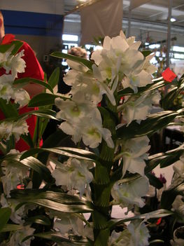 Kép Nemzetközi orchidea kiállítás 2012.04.15.  22 011