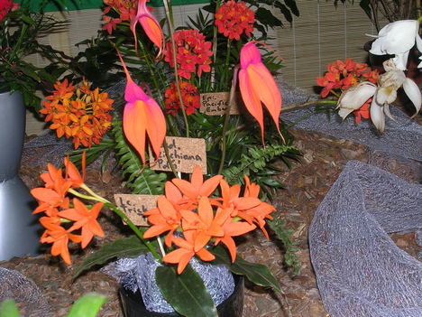 Kép Nemzetközi orchidea kiállítás 2012.04.15.  22 013