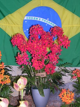 Kép Nemzetközi orchidea kiállítás 2012.04.15.  22 014