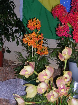 Kép Nemzetközi orchidea kiállítás 2012.04.15.  22 015