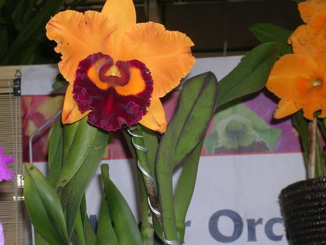 Kép Nemzetközi orchidea kiállítás 2012.04.15.  22 017