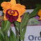 Kép Nemzetközi orchidea kiállítás 2012.04.15.  22 017