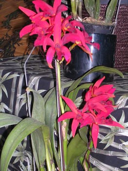 Kép Nemzetközi orchidea kiállítás 2012.04.15.  22 019
