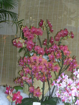 Kép Nemzetközi orchidea kiállítás 2012.04.15.  22 020