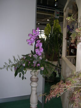 Kép Nemzetközi orchidea kiállítás 2012.04.15.  22 113