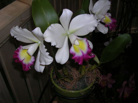 Kép Nemzetközi orchidea kiállítás 2012.04.15.  22 114