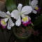 Kép Nemzetközi orchidea kiállítás 2012.04.15.  22 114