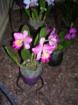 Kép Nemzetközi orchidea kiállítás 2012.04.15.  22 115