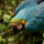 Madarak_2_1422675_1362_t