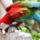 Madarak_5_1422678_8649_t