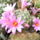 Mammillaria_boolii_1_1422151_4626_t