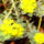 Most_nyilo_viragaim_3_1422365_9846_t