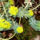 Most_nyilo_viragaim_4_1422366_9171_t