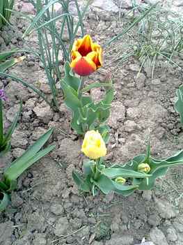 tulipánok