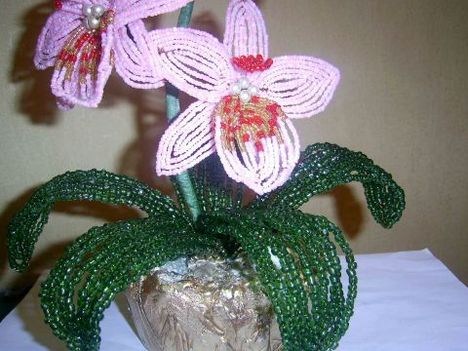 "Tünde féle" orchidea"