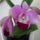 Viragzas___10-007_1422636_4001_t