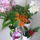 Viragzas___11-007_1422637_2545_t