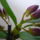 Viragzas___12-006_1422596_6405_t