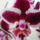 Viragzas___13-004_1422597_9178_t