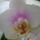 Viragzas___14-003_1422598_6632_t