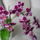 Viragzas___15-003_1422599_2532_t
