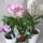 Viragzas___15-004_1422641_9464_t