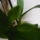 Viragzas___16-002_1422600_2776_t