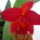 Viragzas___16-003_1422642_7230_t