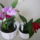 Viragzas___17-002_1422643_3635_t