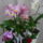 Viragzas___18-002_1422644_9212_t