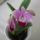 Viragzas___19-002_1422645_7666_t